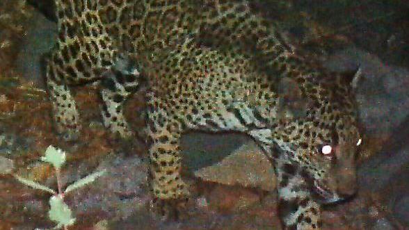 Biologists who warned of harm to jaguar were overruled